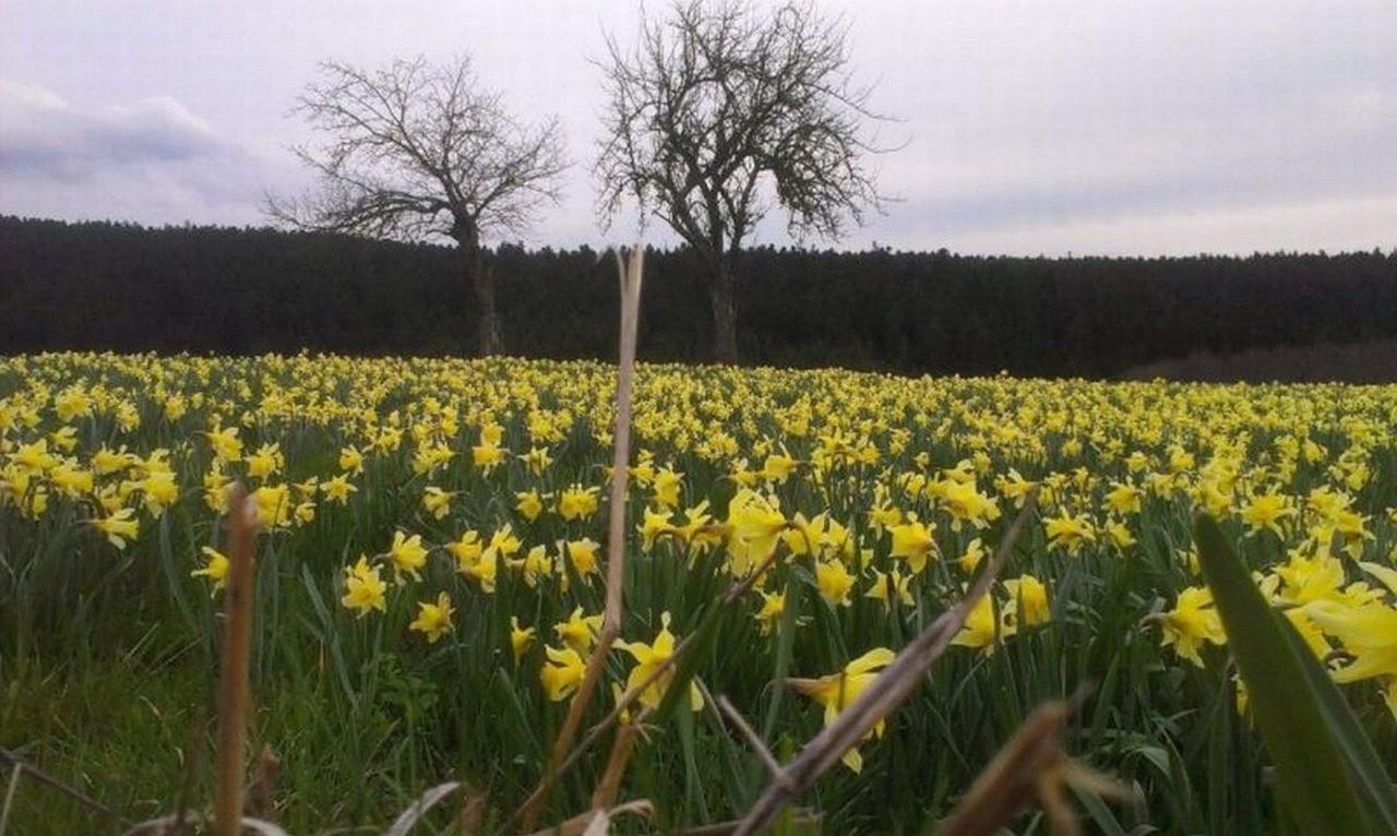 Bed and Breakfast L'Embellie Bertignat Esterno foto